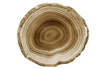A painted brown agate slice with white veins on a white background highlights nature’s beauty. Its layered structure makes it a stunning natural decor piece.