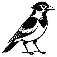 Monochrome Magpie Illustration Bird Animal Vector Design Graphic