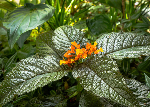 Tropical Orange Episcia Cupreata Flower with Textured Foliage