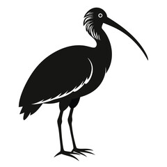 Silhouette of a Glossy Ibis Bird with a Curved Beak