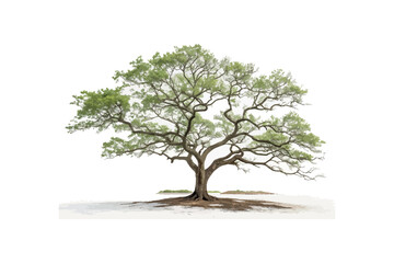 Obraz premium Pier tree on white background.02