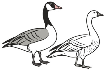 Two Goose Species Standing Side by Side Beautiful Goose Art