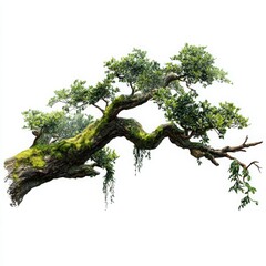 Fototapeta premium Moss covered tree branch isolated on white background
