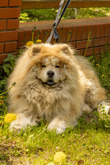 Puszysty, futrzany pies chow-chow. 