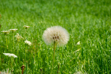 A fluffy dandelion puff is prominently displayed in a lush green field, capturing the essence of...