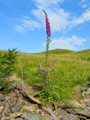 A tall pink foxglove in bloom standing alone among rocks and grass on a summer hillside under a blue sky © PJSCreativeWorks
