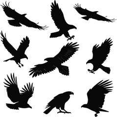 Obraz premium Set of Eagle Silhouettes in Flight and Attack Poses – Vector Illustration