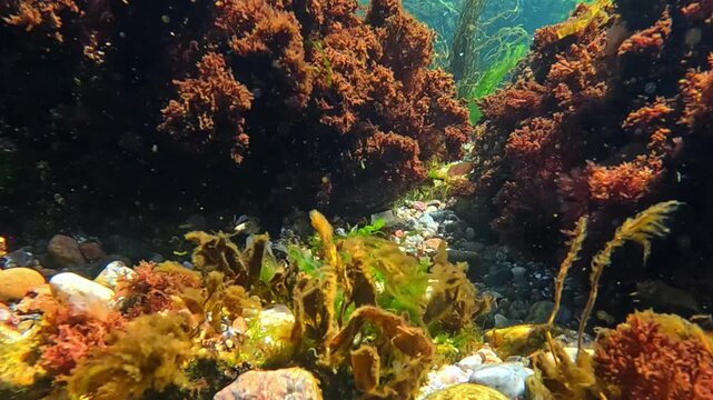 Mass development of algal flora in the Black Sea, red and green algae (Porphyra, Enteromorpha, Ceramium, Scytosiphon) sway in the water near the shore