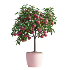 Ripe red apples on a green leafy tree in a pink pot isolated on a transparent background fruit