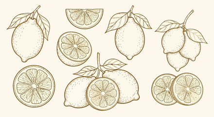 Lemon Sketches Hand-Drawn Citrus Fruit Illustration for Graphic Design Projects and Food-Related Creations