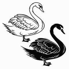Elegant Swan Pair Artistic Line Art Illustration Black and White Contrasting Avian Figures Beautiful Waterfowl Animals Nature Inspired