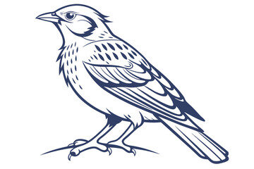 Detailed Line Art Illustration of a Songbird Perched on the Ground with Intricate Feather Details and Simple Background for Emphasis