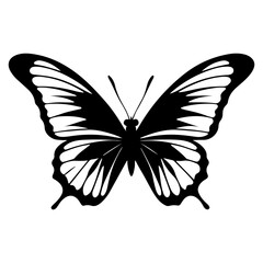Beautiful Butterfly Insect Top View Vector