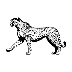Cheetah Big Cat Animal Silhouette Vector
