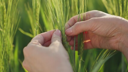 farmer's hand touches green ears of wheat in field, golden rye on agronomist ranch, grain grows, wheat seed in rural land, farm life work, close-up, harvest season, checking plants on the plantation.