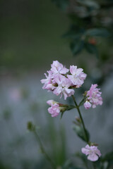 the flower is pale purple in color