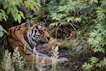 tiger in the forest