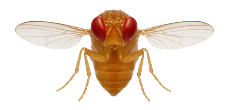 Drosophila with bar eye mutation showing elongated eye shape