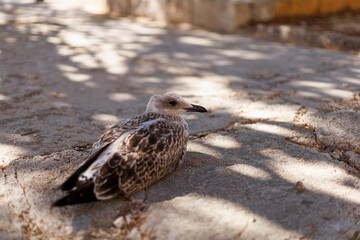 Close-up of a juvenile seagull lying on warm pavement under tree shadows, capturing a peaceful urban wildlife moment.