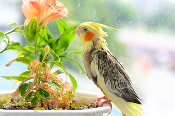 Yellow and gray cockatiel perched on a white pot next to a peach colored flower, soft natural...