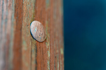 Close up of a weathered, reddish brown wooden plank with a rusty nail. The nail head is round and shows signs of age and discoloration. The background is a blurred teal color. 