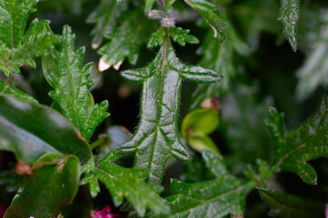 Close up view of a unique, dark green leaf with a distinctive shape, exhibiting a slightly textured...