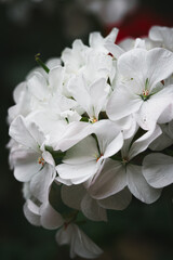 Close up view of a cluster of white flowers with delicate petals, exhibiting soft lighting and a...