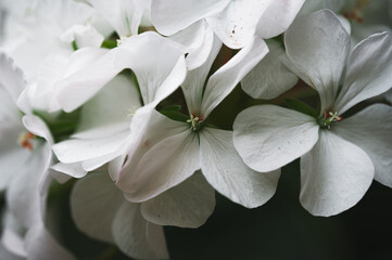 Close up view of delicate white flowers with subtle water droplets, exhibiting soft petals and a blurred dark background. The image showcases the intricate details and textures of the blossoms