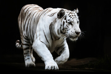 Obraz premium A dramatic photograph of a white Bengal tiger in motion against a pure black background. The tiger is captured in a side profile, walking forward with its body stretched out.
