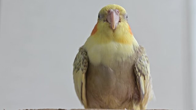 Close up view of a yellow and brown cockatiel perched on a light brown surface against a white background. The bird is facing the camera, and its feathers appear slightly ruffled.