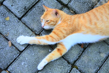 Funny expression of an orange cat sleeping on the street, with the aesthetic texture of block pavement