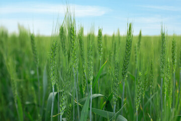 Wheat spikes growing in field outdoors, closeup