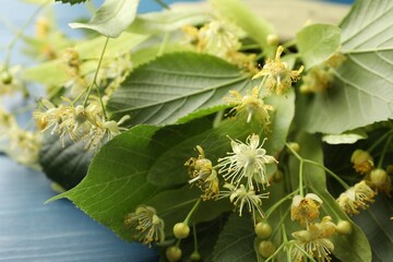 Branches with linden flowers and green leaves on blue wooden table, closeup