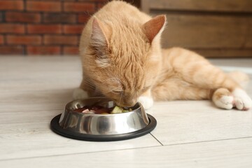 Cat eating natural products from feeding bowl indoors. Pet's balanced diet
