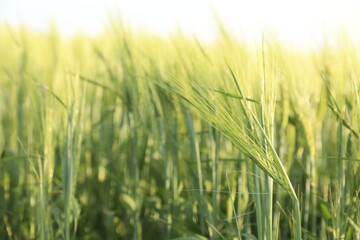 Fototapeta premium Many wheat spikes growing in field outdoors, closeup