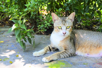 Expression of a gray cat sitting on the garden porch with green leaves