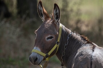 Fototapeta premium Close-up of a donkey with yellow halter.