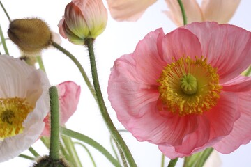 Beautiful poppy flowers with green stems on white background, closeup