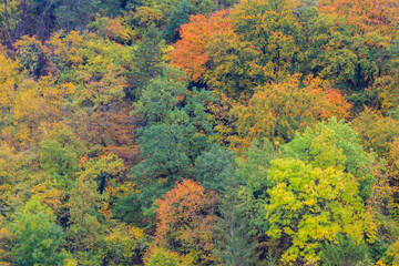 Aerial view of a beautiful deciduous forest with lush trees in autumn colors