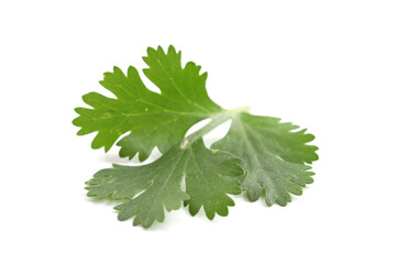 Fresh cilantro isolated on white. Aromatic condiment © New Africa
