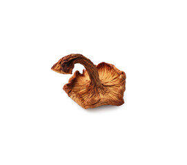 One dried chanterelle mushroom isolated on white