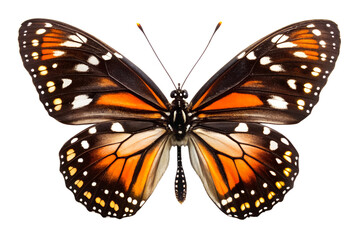 Fototapeta premium Detailed Butterfly Wings Close-Up Exploring Color Patterns and Symmetry in Nature's Delicate Flying Insect on White Background