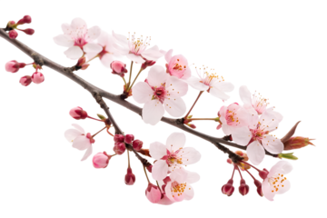 Delicate Blossoms Close-Up of Blooming Cherry Branch on White, a fresh spring arrival with buds and petals in soft light