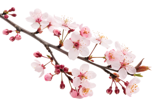 Delicate Blossoms Close-Up of Blooming Cherry Branch on White, a fresh spring arrival with buds and petals in soft light