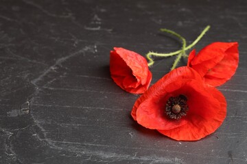 Bright red poppy flowers on black table, closeup. Space for text
