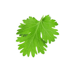 Leaf of aromatic cilantro isolated on white