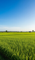 A bright tropical morning in the rice fields with natural village charm.