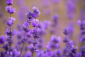 lavender field in provence