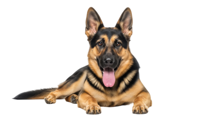 German Shepherd Dog Isolated on Transparent Background – Loyal Pet and Working Dog PNG for Design and Advertising

