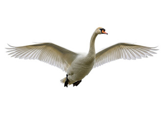 Isolated Mute Swan Spreading its Wings